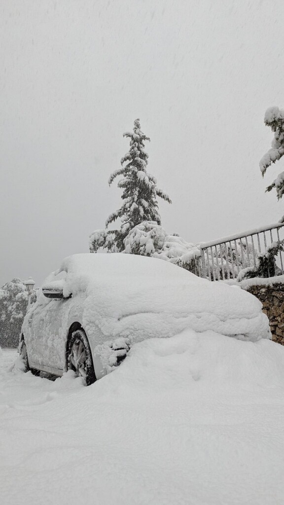 neve maiorca