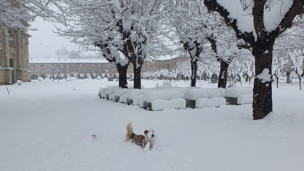 neve vicoforte