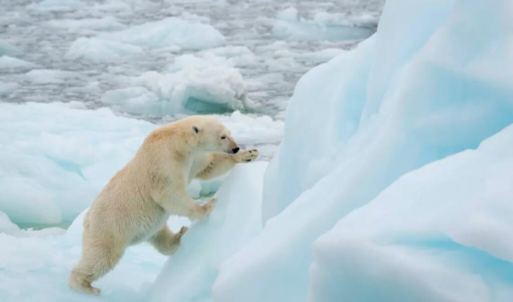 orso polare