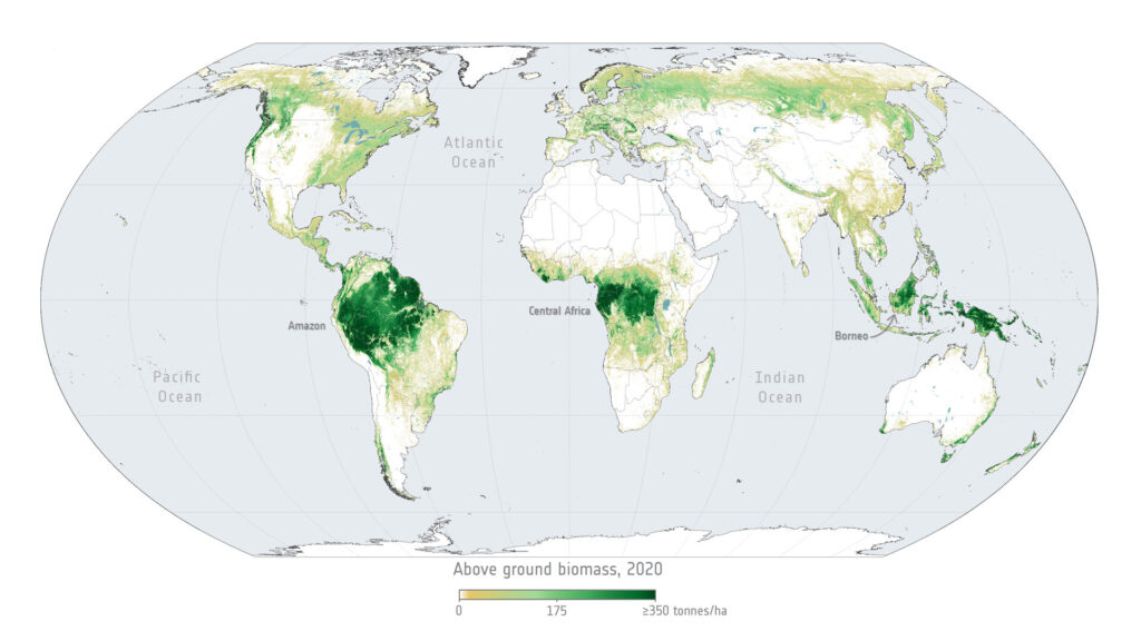 foreste tropicali