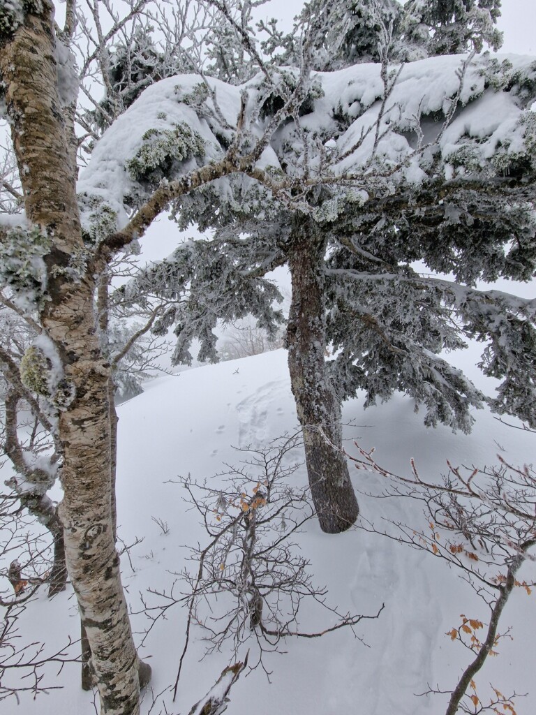 Ciaspolata Neve Aspromonte