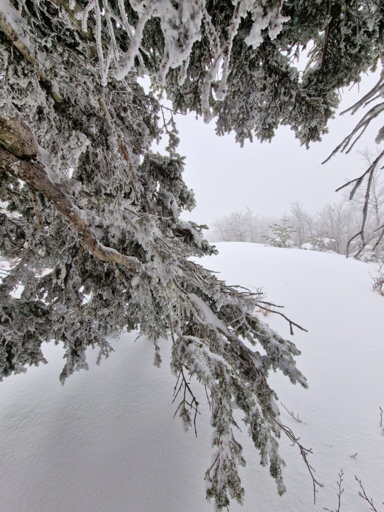 Ciaspolata Neve Aspromonte