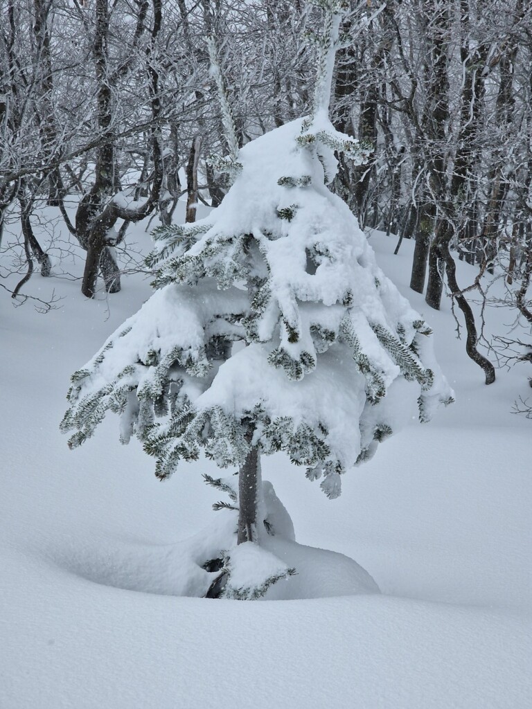 Ciaspolata Neve Aspromonte