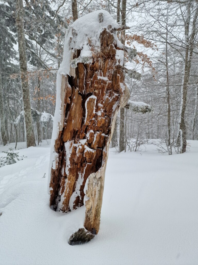 Ciaspolata Neve Aspromonte