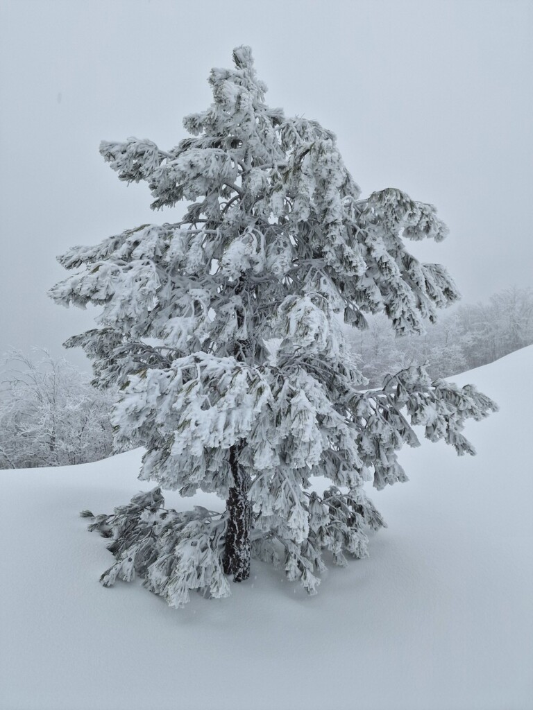 Ciaspolata Neve Aspromonte