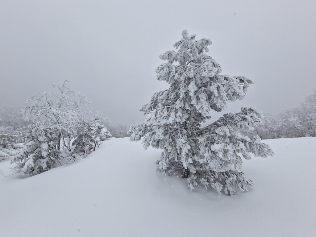 Ciaspolata Neve Aspromonte