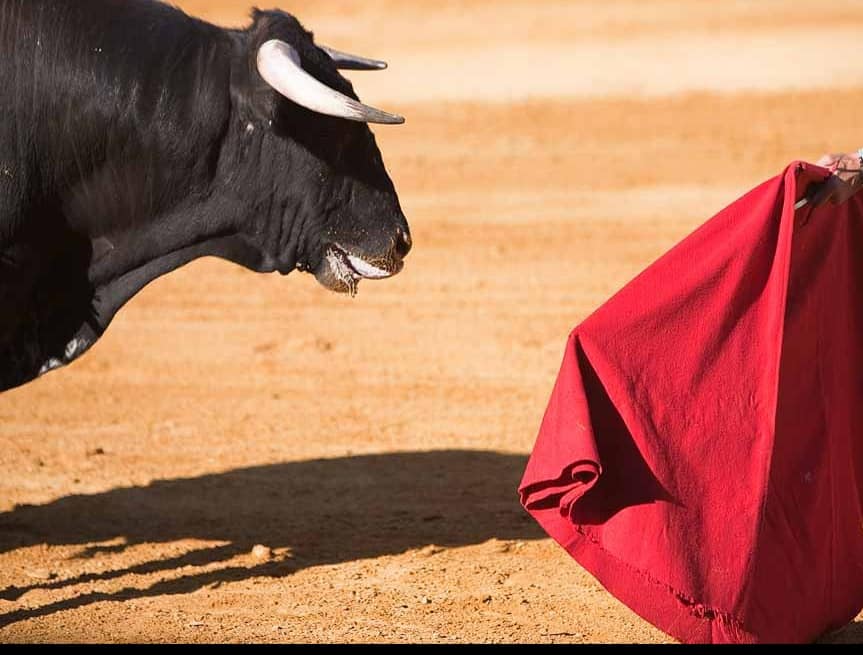 Toro corrida