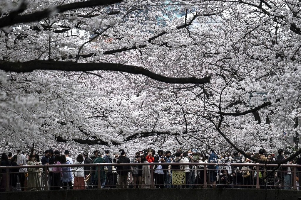 Fioritura dei ciliegi in Italia (2024): Dove e quando vedere i ciliegi in  fiore