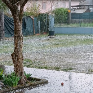 grandine treviso