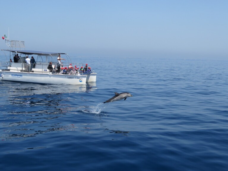 intelligenza artificiale cetacei