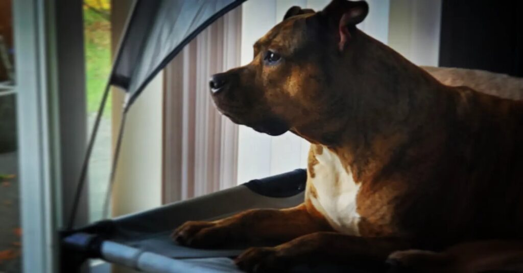 pittbull incidente bambina a Messina