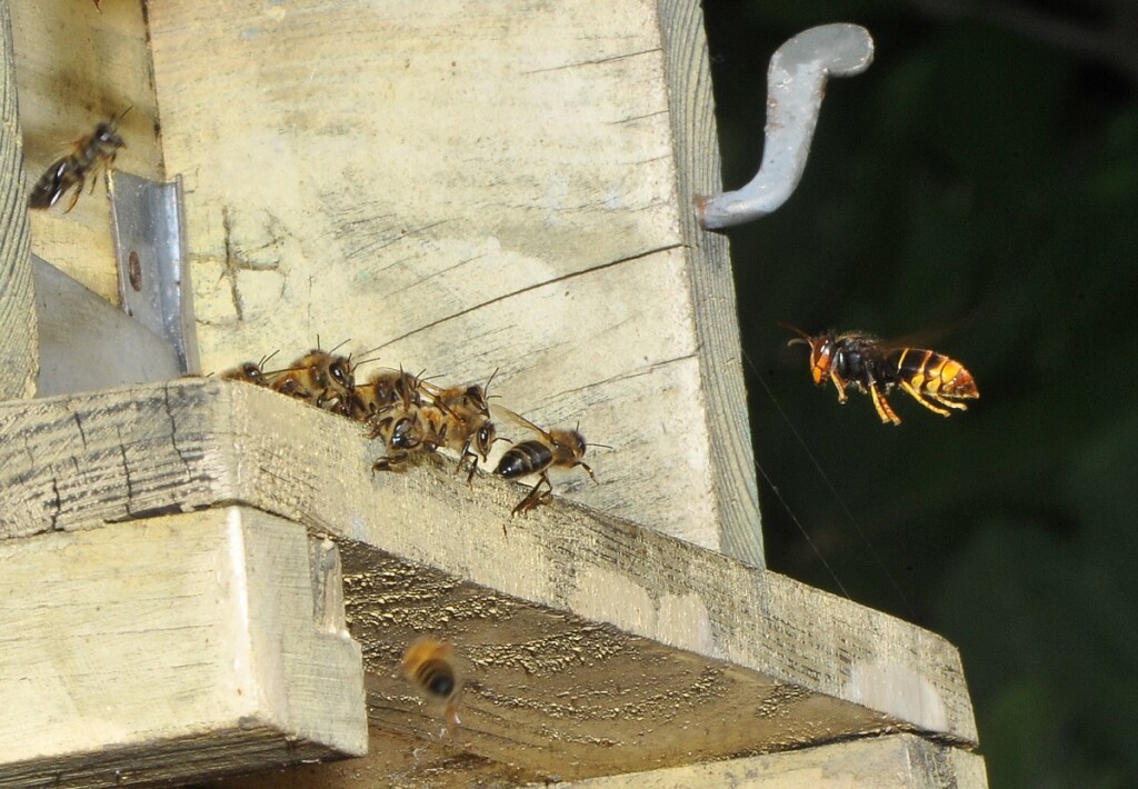 calabroni dalle zampe gialle vespa velutina