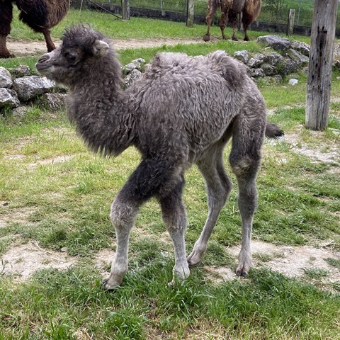Parco zoo Falconara: nata femmina di cammello