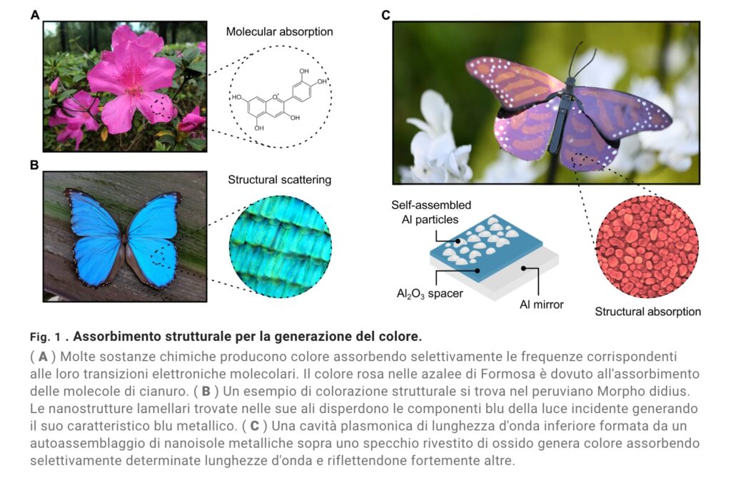 l'effetto di risonanza plasmonica dei colori nelle farfalle. La ricerca ha realizzato in laboratorio una vernice ispirata alle farfalle