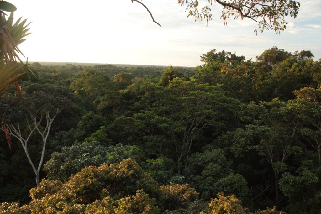 foresta amazzonia