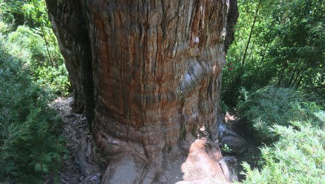 l'albero più vecchio del mondo