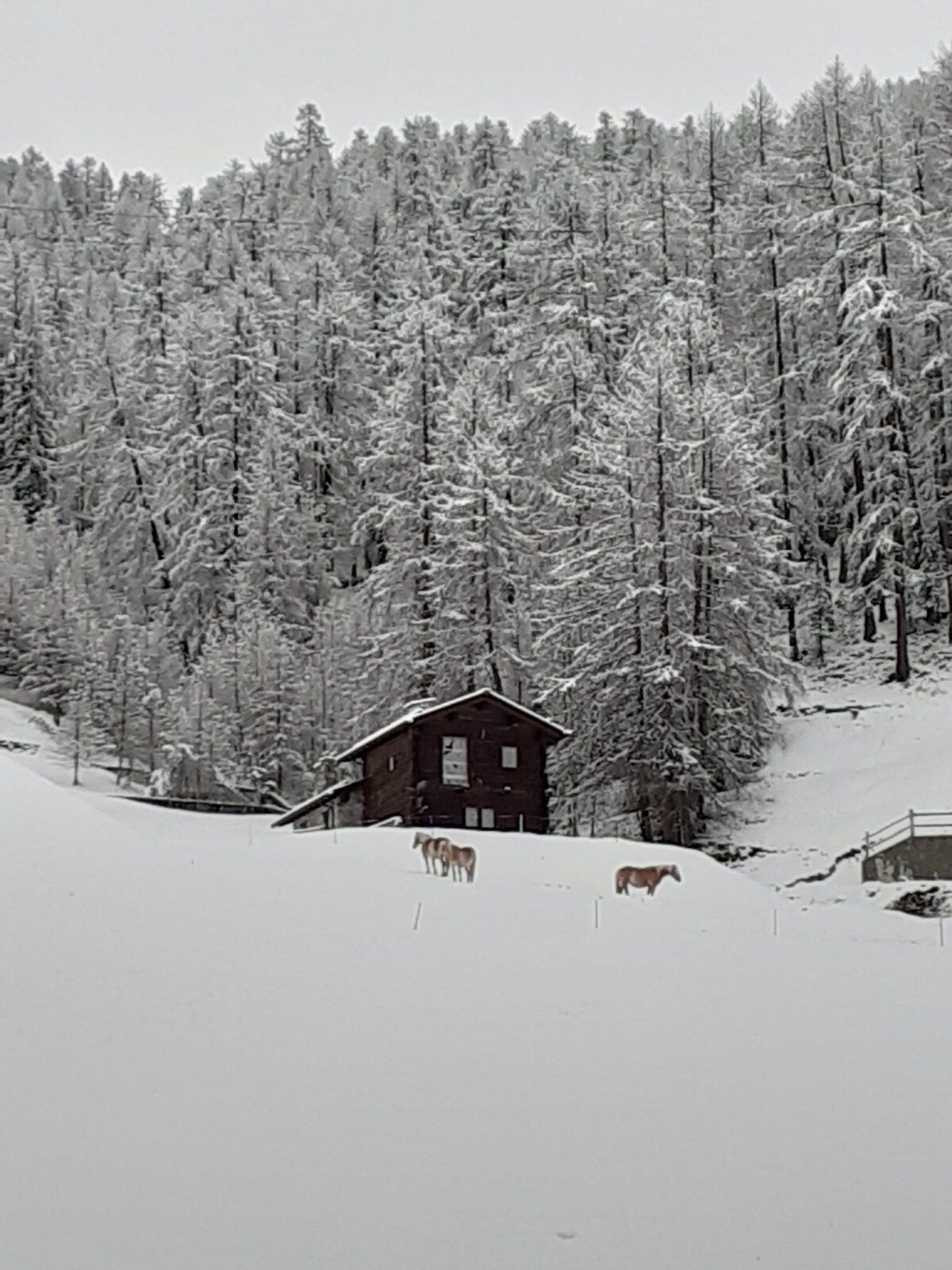 neve livigno 24 aprile 2023