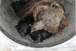 Ben 63 sindaci hanno richiesto l'abbattimento dell'orsa JJ4