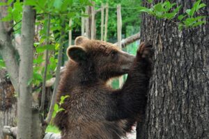 orso trentino