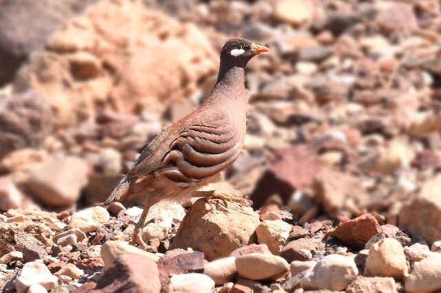 la singolarità delle pernici del deserto