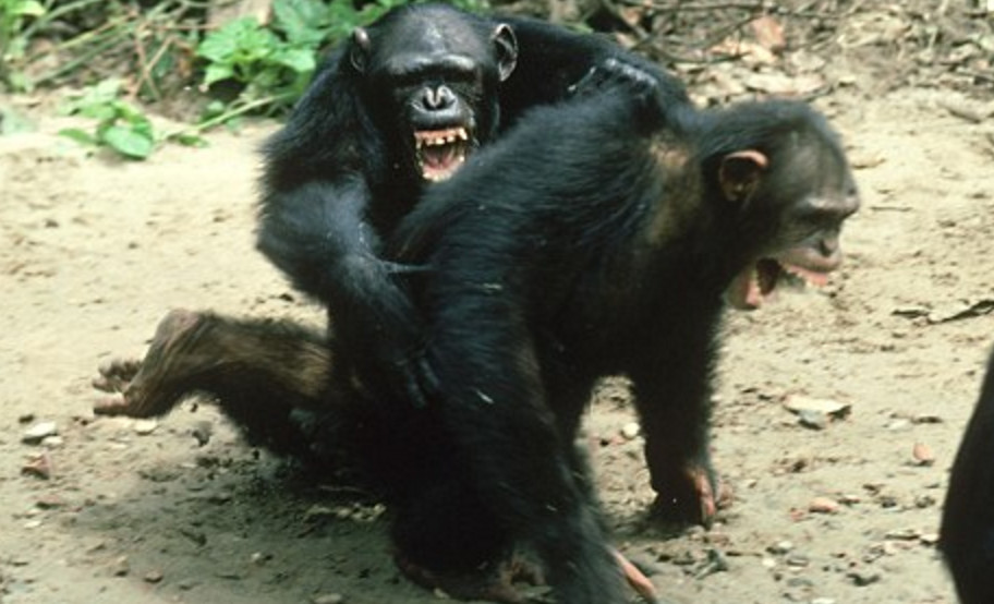 aggressività degli scimpanzé
