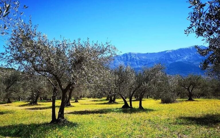 biodiversità del mediterraneo: scoperta una selezione di ulivi resistenti alla xylella