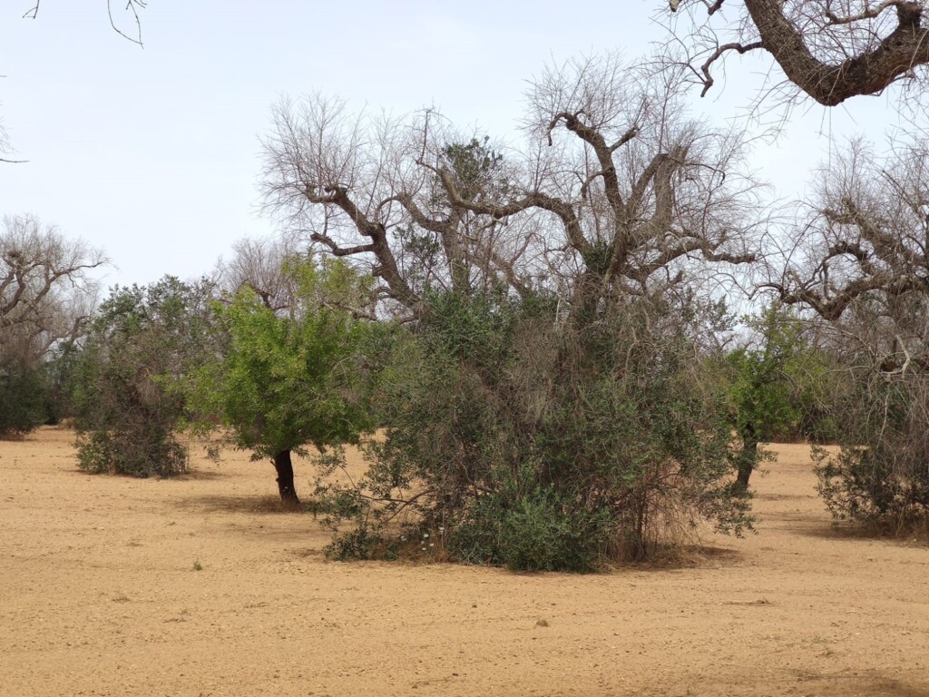 xylella