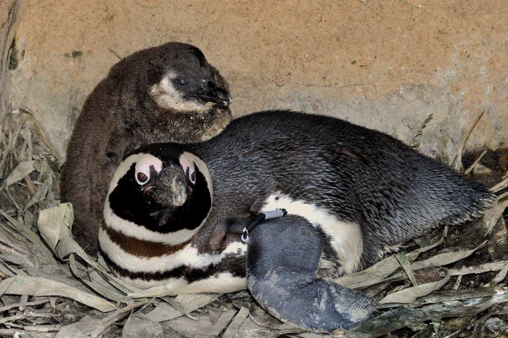 pinguini Bioparco di Roma