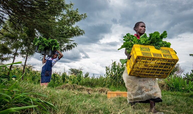 agricoltura e andamento nel mondo