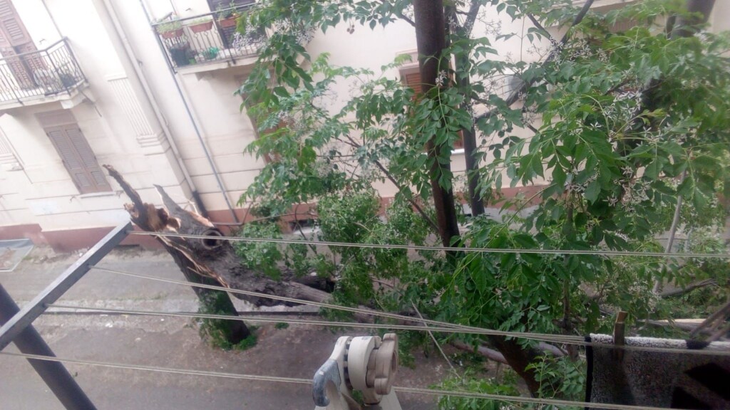 albero crollato reggio calabria