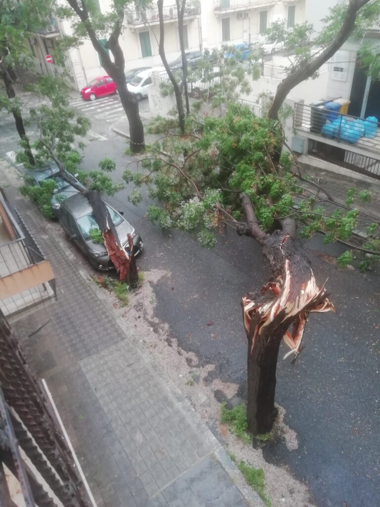 albero sradicato reggio calabria