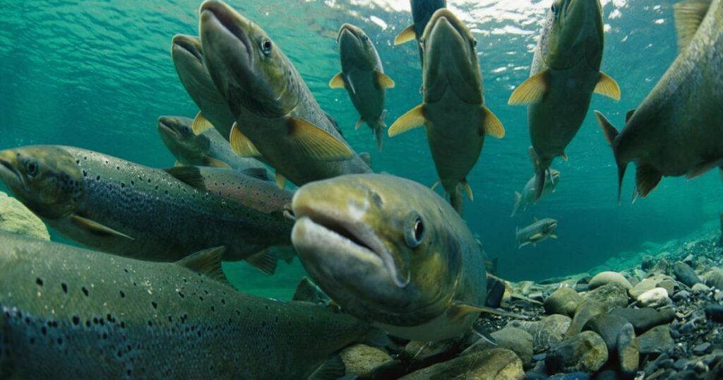 salmoni del Pacifico