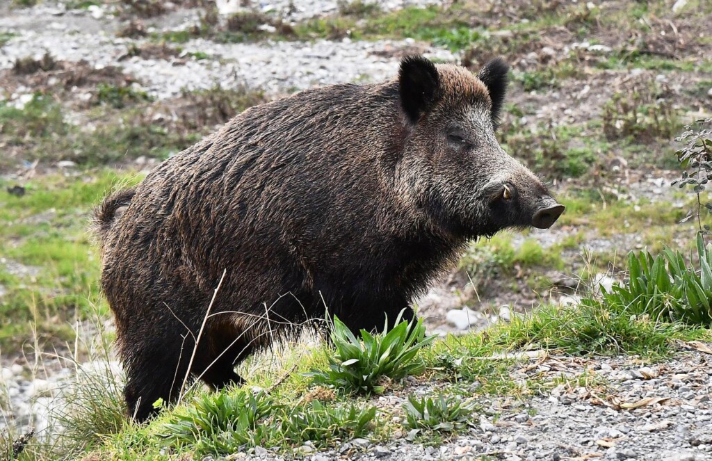 cinghiale