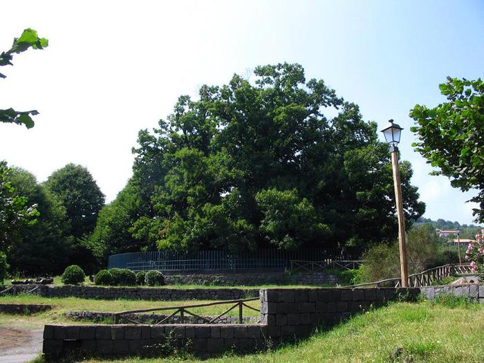 Da Mipaaf 'atlante' Alberi Monumentali d'Italia, sono 2.407