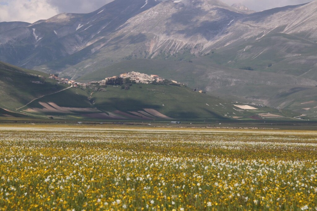 fioritura spontanea castelluccio di norcia