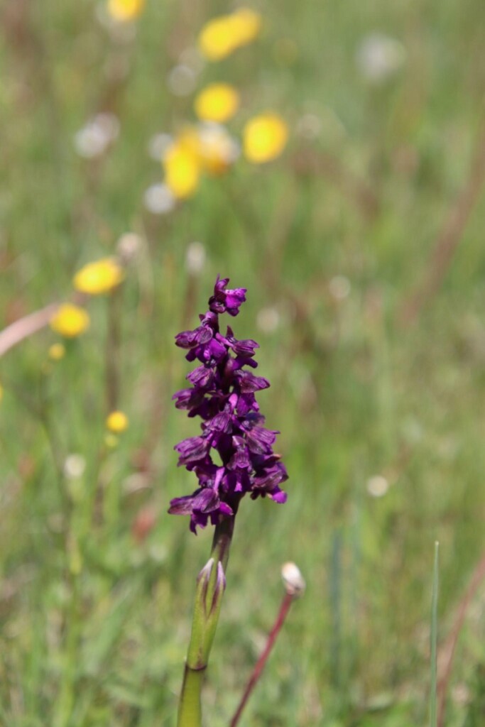 fioritura spontanea castelluccio di norcia