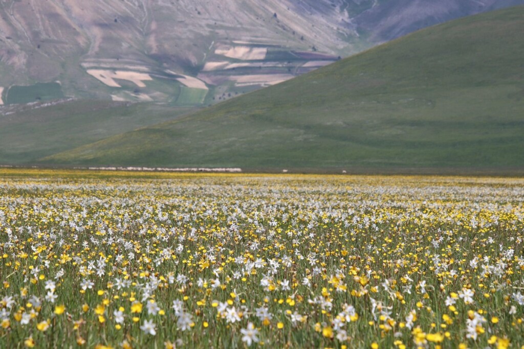 fioritura spontanea castelluccio di norcia