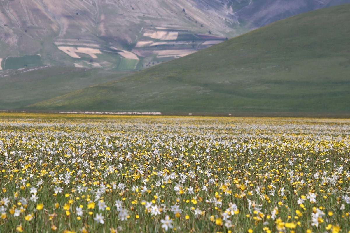 fioritura spontanea castelluccio di norcia