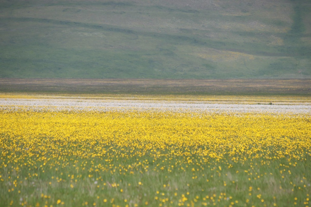 fioritura spontanea castelluccio di norcia