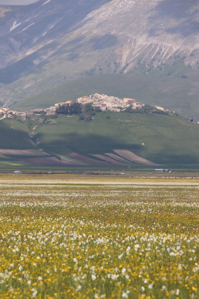 fioritura spontanea castelluccio di norcia