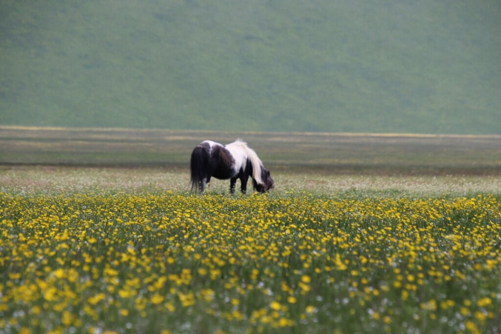 fioritura spontanea castelluccio di norcia