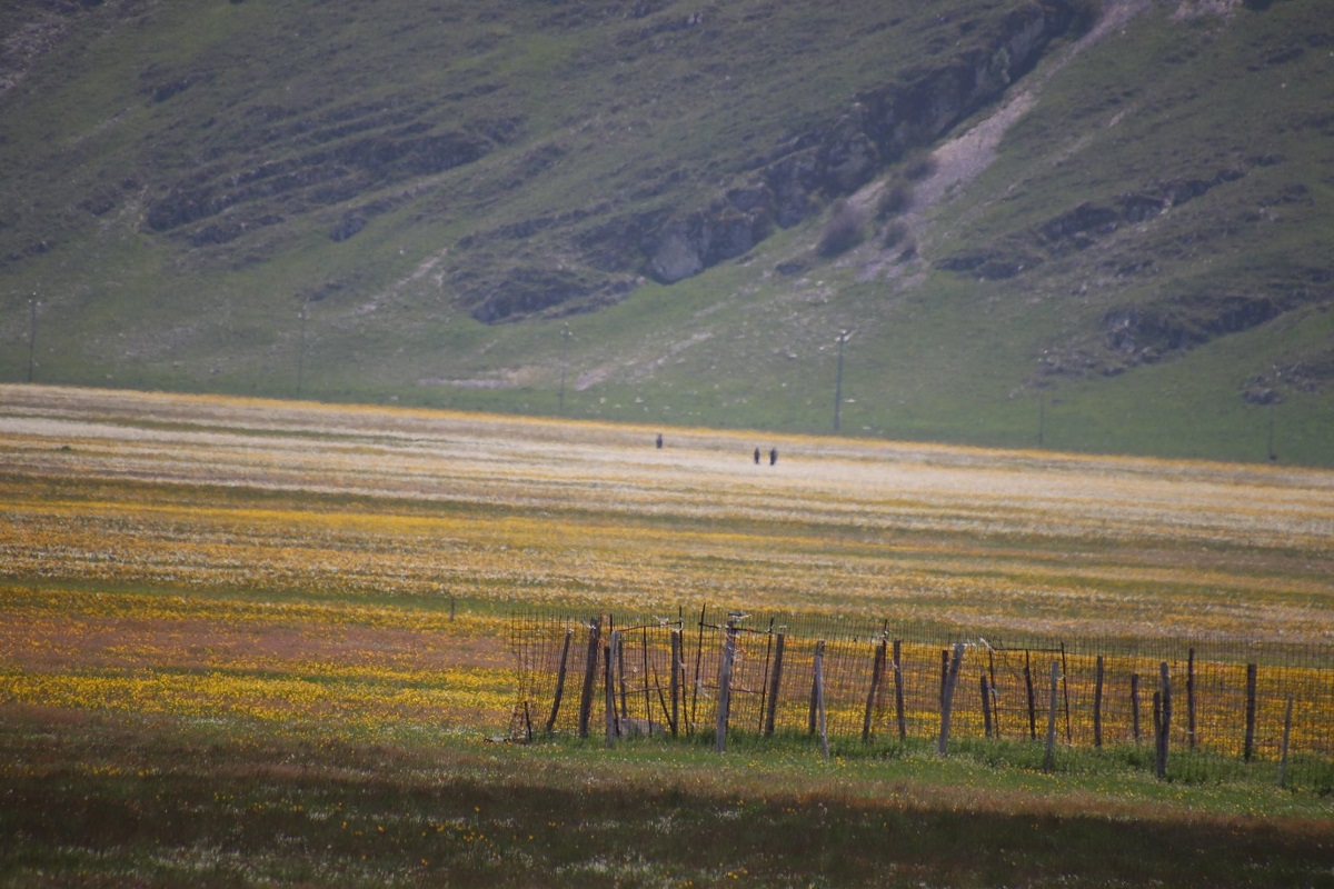 fioritura spontanea castelluccio di norcia