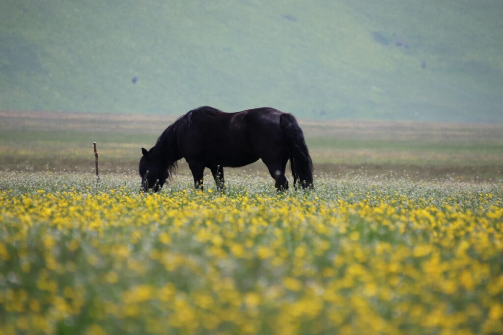 fioritura spontanea castelluccio di norcia