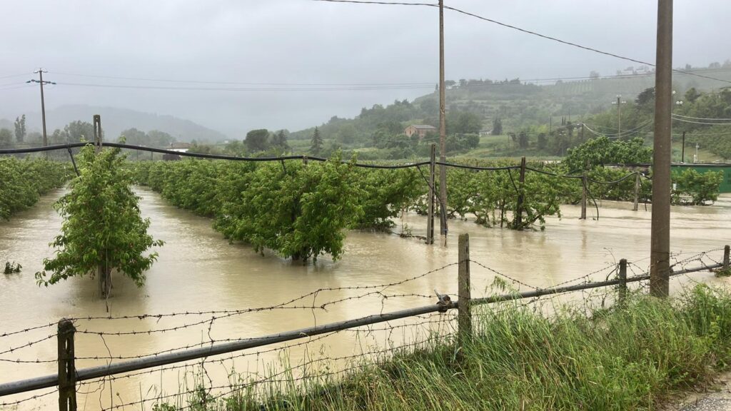 frutteti-sommersi-campagna-cesena