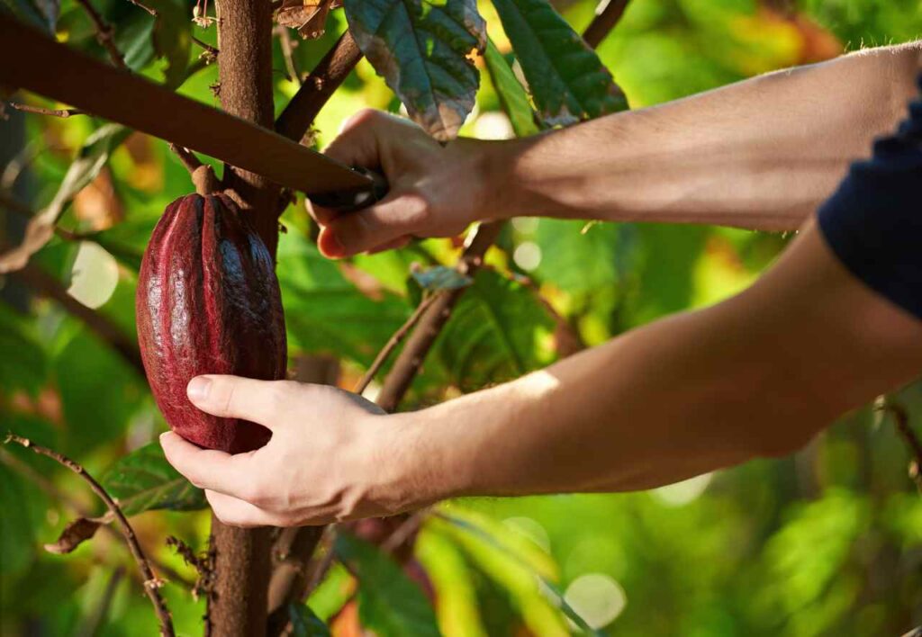 pianta del cacao