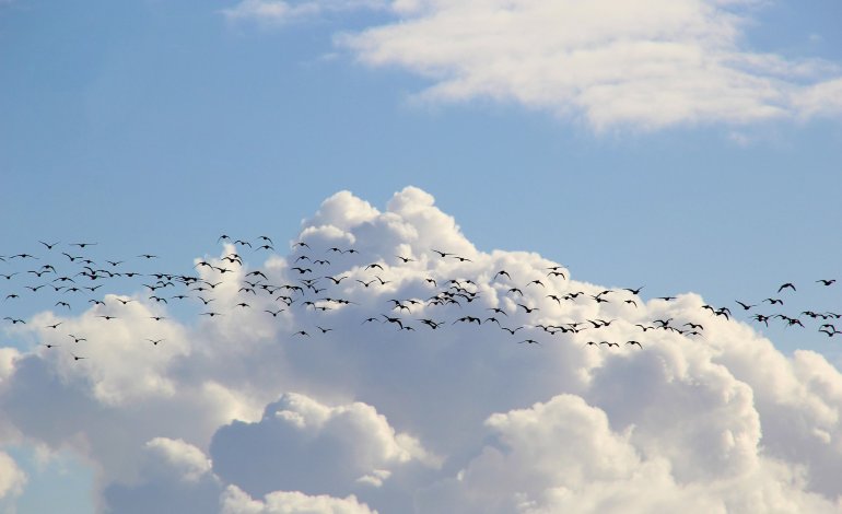 uccelli migratori