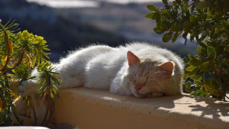 animali domestici e caldo estivo