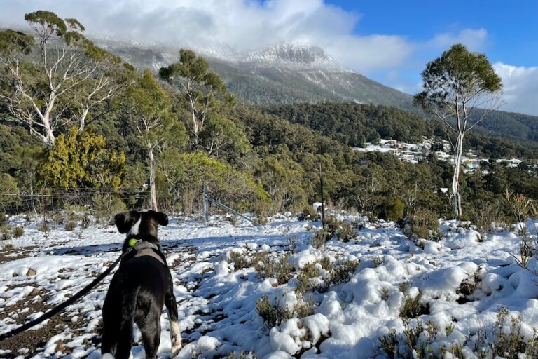 ricerche escursionista dispersa in Tasmania