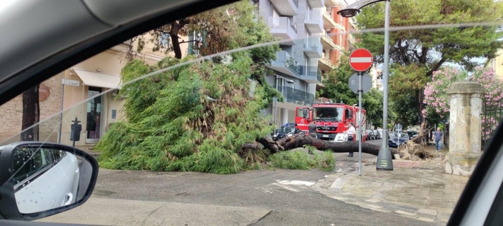 albero caduto lecce