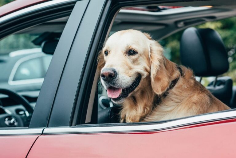 cani in auto sotto il sole